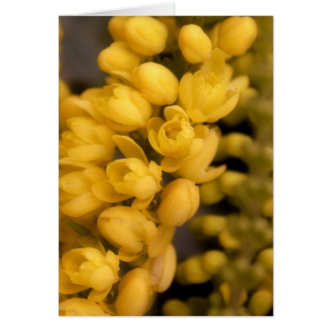 小さな黄色い花 (正面)