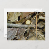 小さな黄色のキノコのはがき ポストカード (正面/裏面)