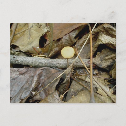小さな黄色のキノコのはがき ポストカード (正面)