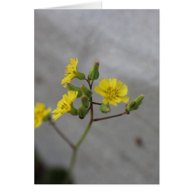 小さな黄色の花#3 (正面)