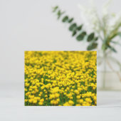 小さな黄色の野の花の野原 キンポウゲ ポストカード (スタンド正面)