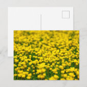 小さな黄色の野の花の野原 キンポウゲ ポストカード (正面/裏面)