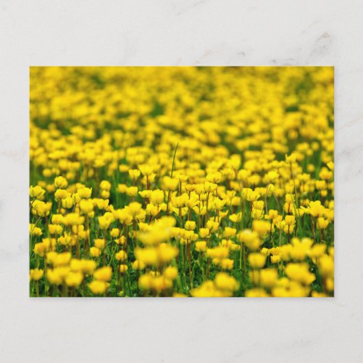 小さな黄色の野の花の野原 キンポウゲ ポストカード (正面)