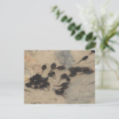 小さな黒いタダポールズの自然 ポストカード (スタンド正面)