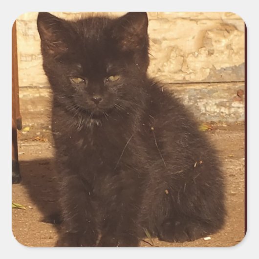 小さな黒い子猫のステッカー スクエアシール (正面)