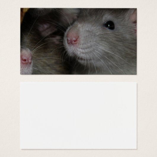 小さな鼻 (正面&裏面)