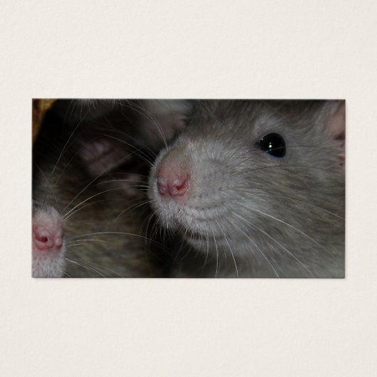 小さな鼻 (正面)