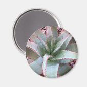 小アガベ マグネット (正面/裏面)