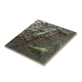 小エビ（4.25インチ×4.25インチ）セラミック写真タイル タイル (側面)