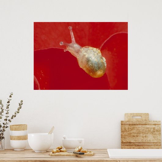 小カタツムリ ポスター (キッチン)