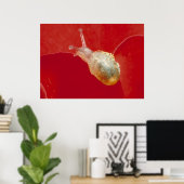 小カタツムリ ポスター (ホームオフィス)