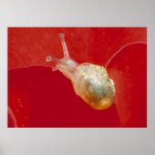 小カタツムリ ポスター (正面)