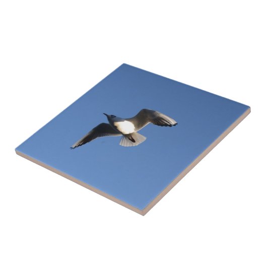 小カモメ タイル (側面)