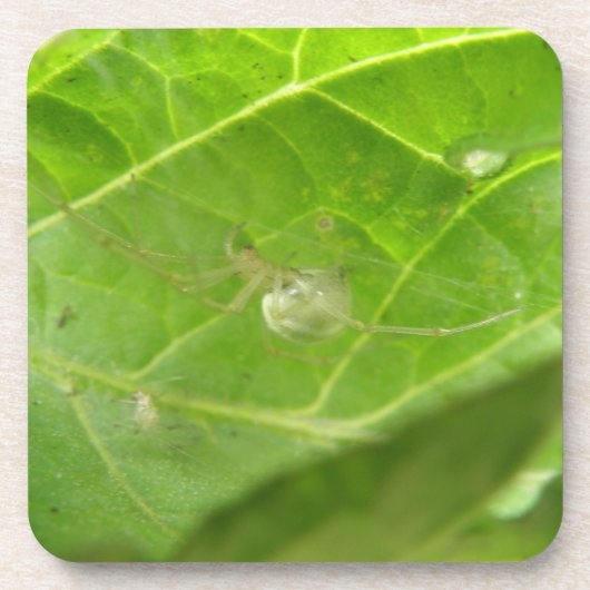 小スパイダーコルクコースター コースター (正面)