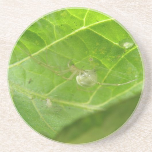 小スパイダーコースター コースター (正面)