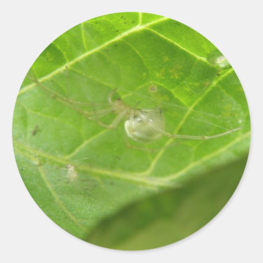 小スパイダーステッカー ラウンドシール (正面)