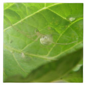 小スパイダータイル タイル (正面)