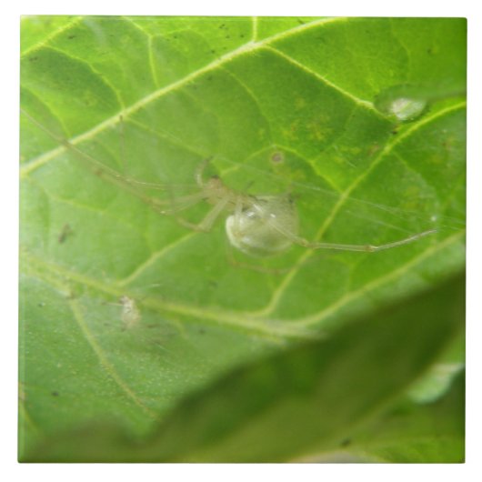 小スパイダータイル タイル (正面)