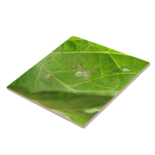 小スパイダータイル タイル (側面)