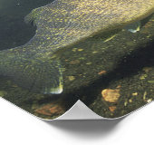 小タンク内のスケトウダラ泳ぐ魚 ポスター (角)