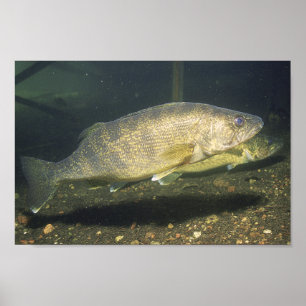 小タンク内のスケトウダラ泳ぐ魚 ポスター