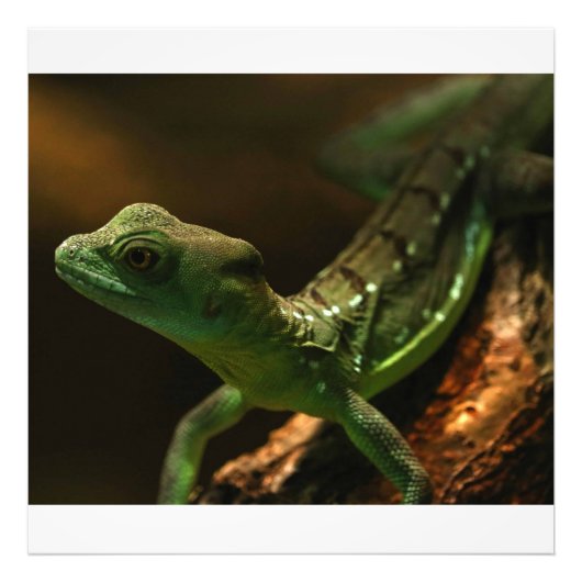 小トカゲ フォトプリント            (正面)
