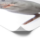 小ネズミ ポスター (角)