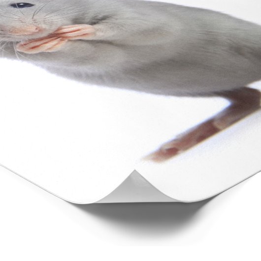 小ネズミ ポスター (角)