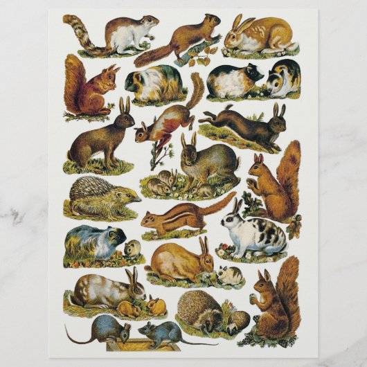 小ビクトリアン動物の胴体 (正面)