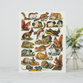 小ビクトリアン動物の胴体 (スタンド正面)