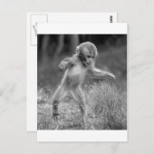 小ファンキー猿 ポストカード (正面/裏面)