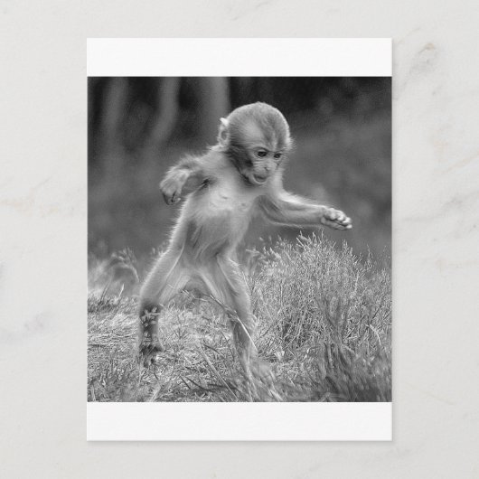 小ファンキー猿 ポストカード (正面)