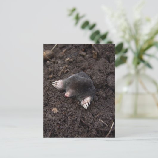 小モル ポストカード (スタンド正面)