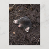 小モル ポストカード (正面)