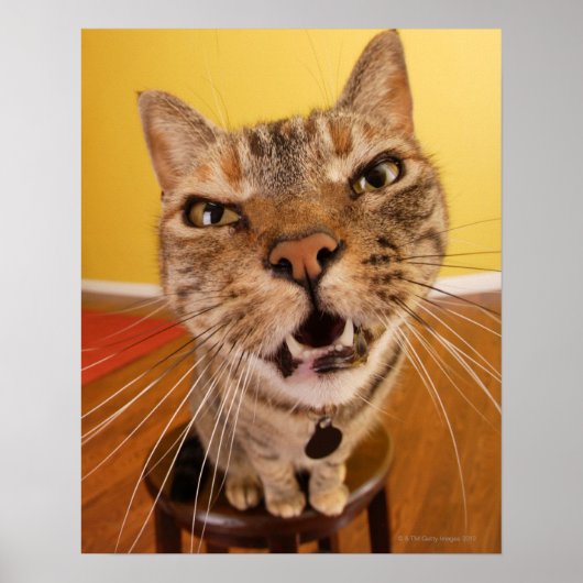 小ユーモアのある猫が椅子に座る ポスター (正面)