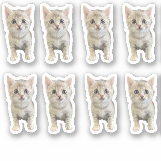 小冬恋しく思 – 猫/子猫 シール (正面)