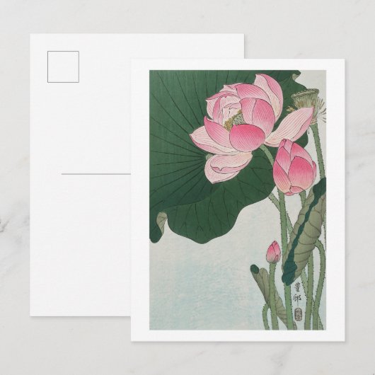 小原古邨による蓮の花の古典的イラスト ポストカード (正面/裏面)