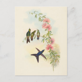 小型の胸の請求書 | ジョン・グールド ポストカード