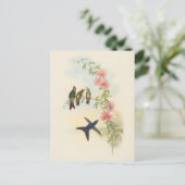 小型の胸の請求書 | ジョン・グールド ポストカード (スタンド正面)