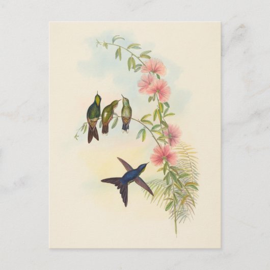 小型の胸の請求書 | ジョン・グールド ポストカード (正面)