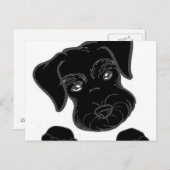 小型シュナウザーブラックピーキング ポストカード (正面/裏面)