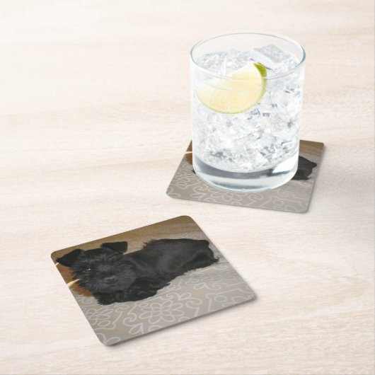 小型シュナウツァーの子犬 スクエアペーパーコースター (インサイチュ)