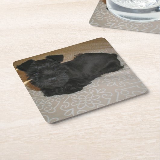 小型シュナウツァーの子犬 スクエアペーパーコースター (アングル)