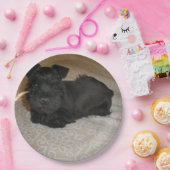 小型シュナウツァーの子犬 ペーパープレート (パーティー)