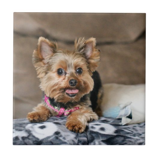 小型ダイナモ タイル (正面)