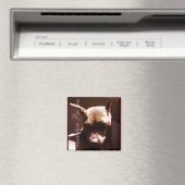 小型ピンシャー マグネット (インサイチュ (食洗機))