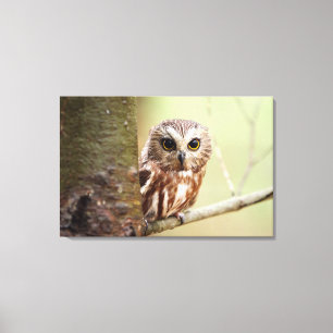 小型ベビーフクロウ  オンタリオ キャンバスプリント