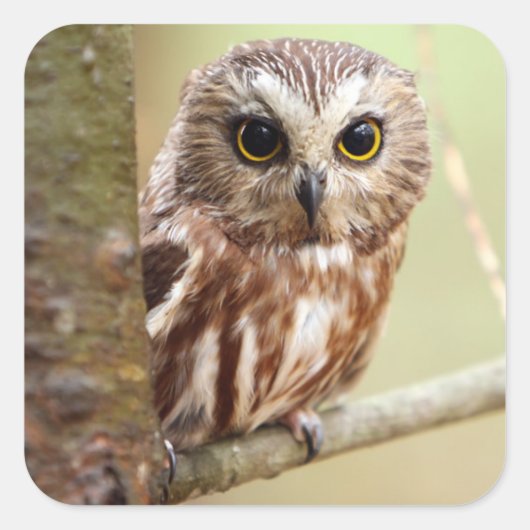 小型ベビーフクロウ |オンタリオ スクエアシール (正面)