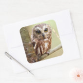 小型ベビーフクロウ |オンタリオ スクエアシール (封筒)