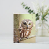 小型ベビーフクロウ |オンタリオ ポストカード (スタンド正面)